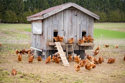 construir um galinheiro