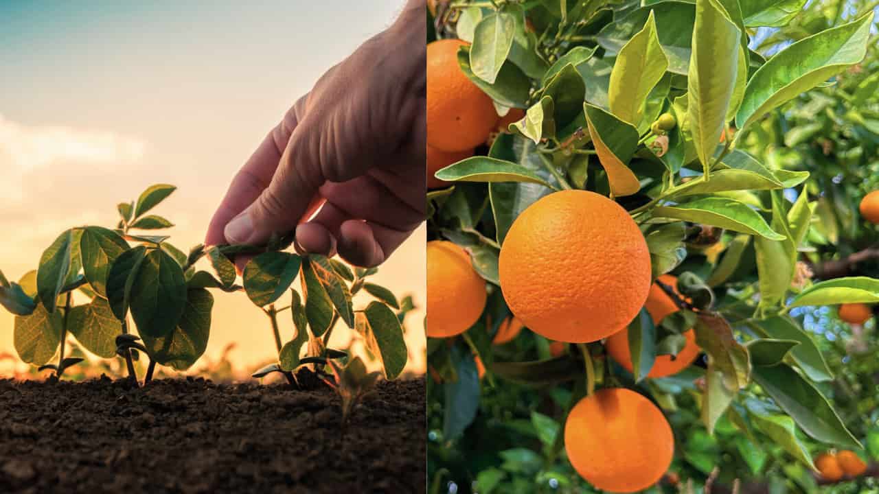 Como Plantar Laranja Conhe A Dicas Para Ter Um Lindo Cultivo Em Casa