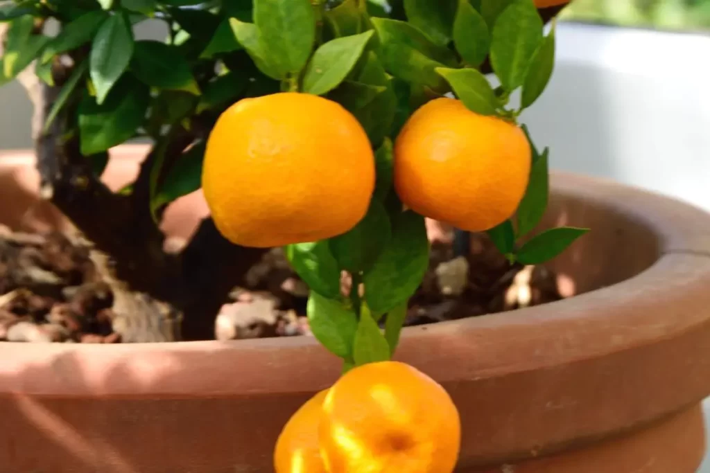 Como plantar laranja