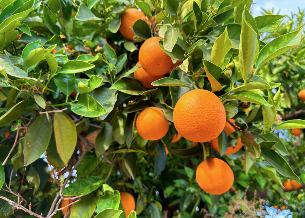 Como plantar laranja