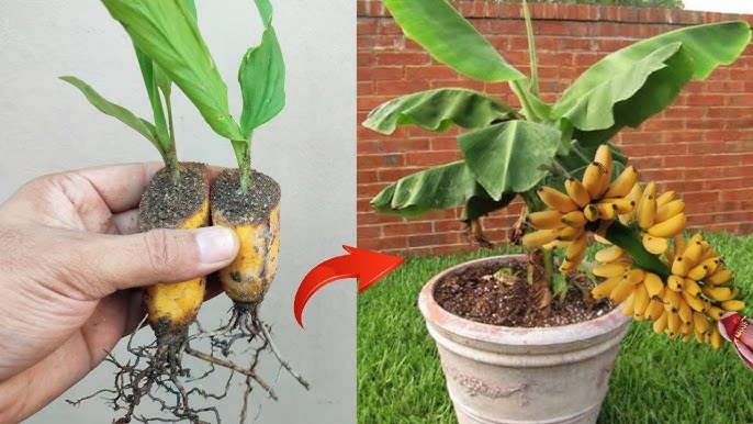 planta banana