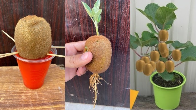 como plantar kiwi